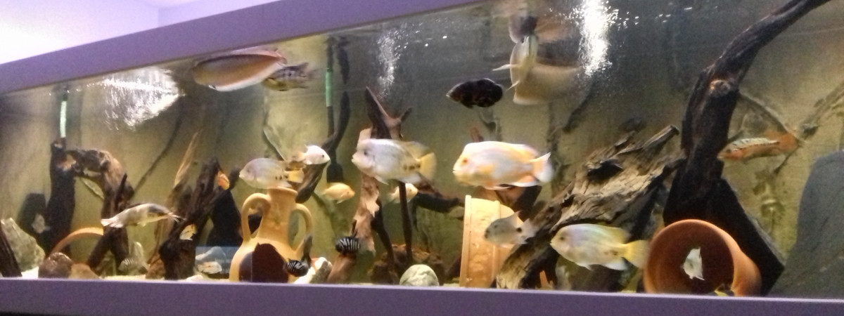 aquarium america