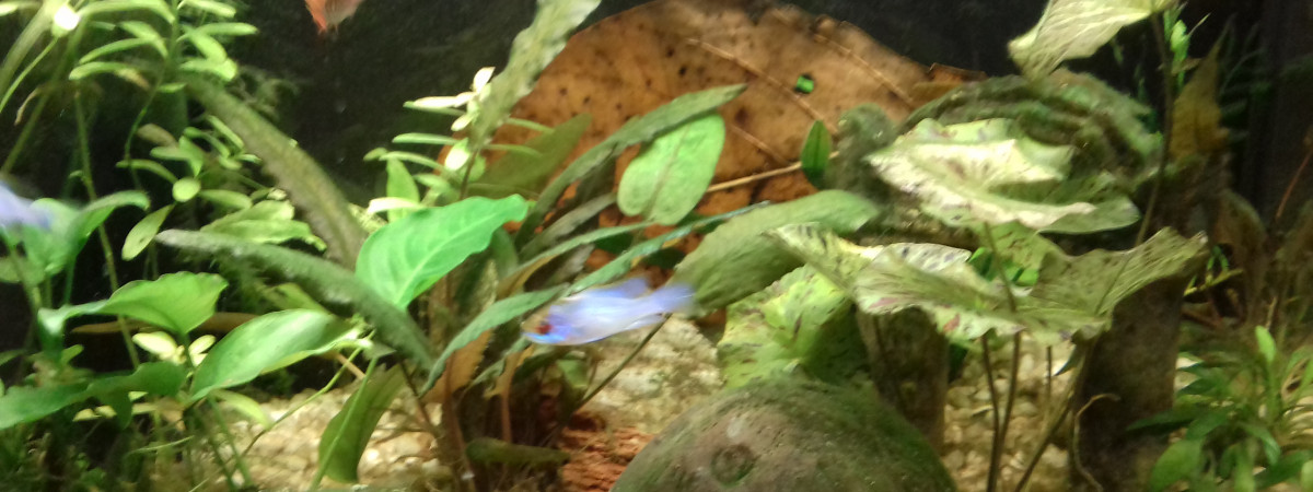 aquarium 1er aquarium