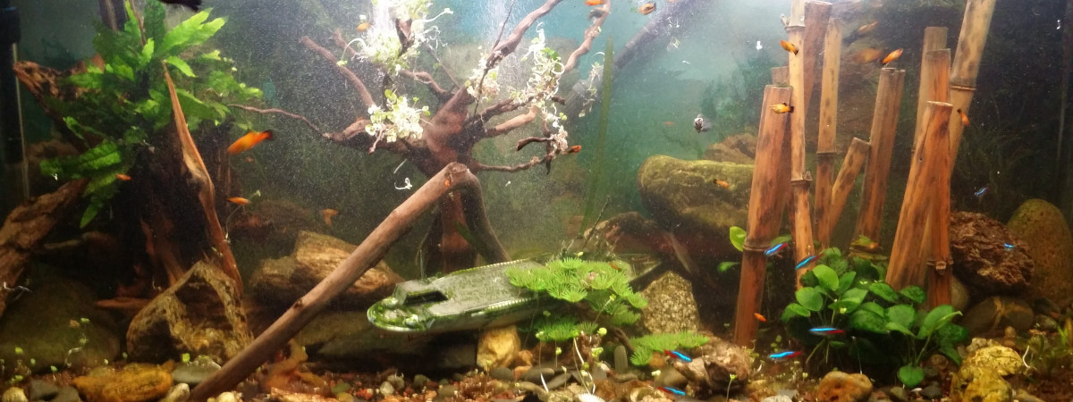 aquarium Aquarium communautaire