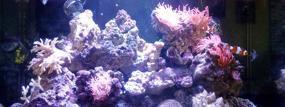 aquarium Benjamin