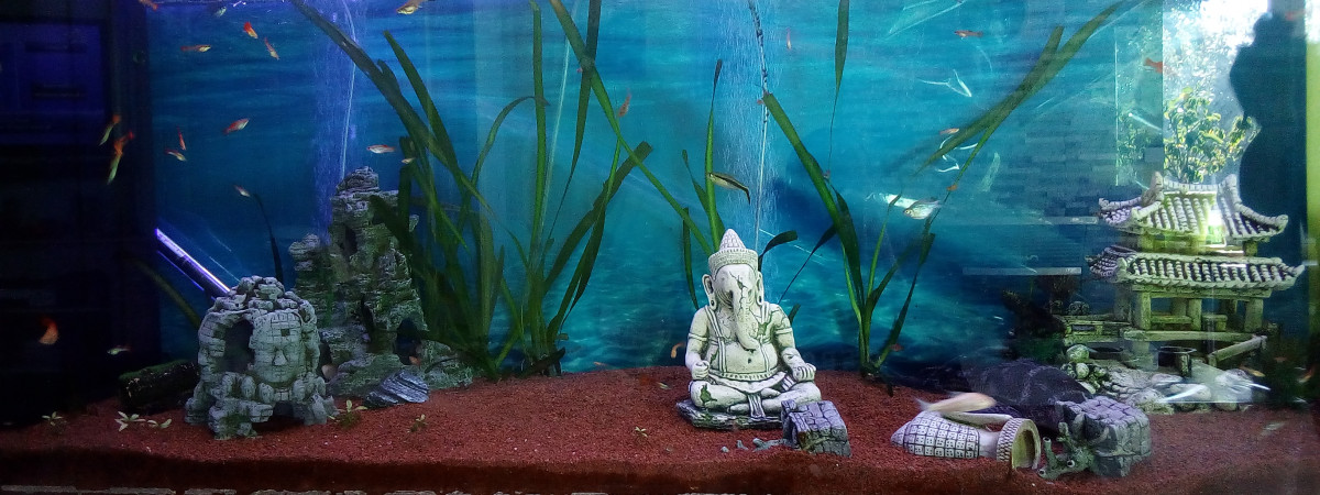 aquarium Benjamin
