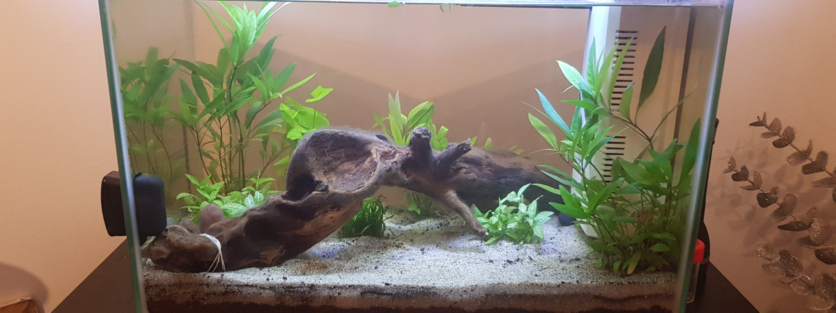 aquarium Aqua paradis