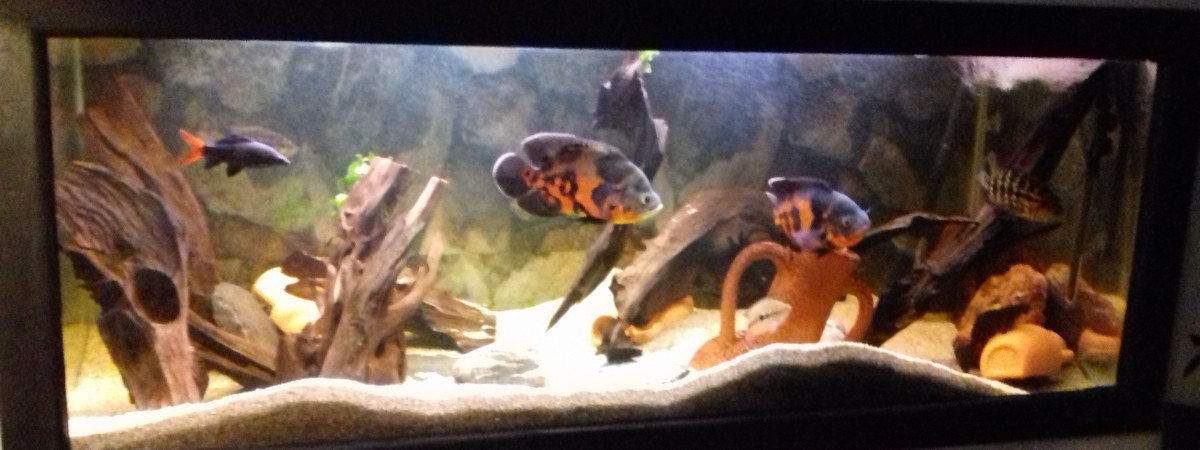 aquarium americain