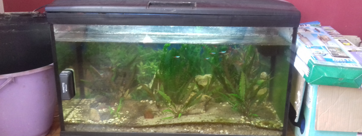 aquarium Neon 100litres