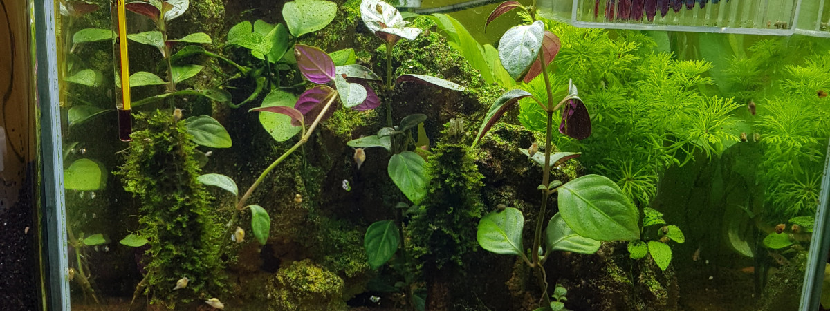 aquarium 30l