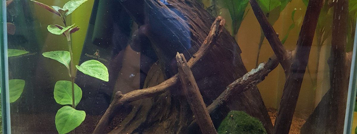 aquarium 15l