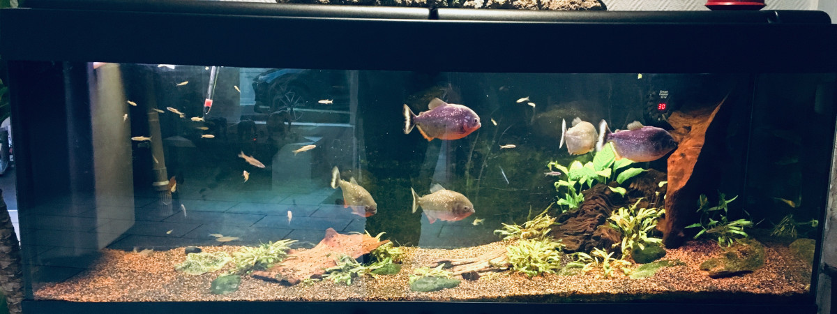 aquarium Piranhas