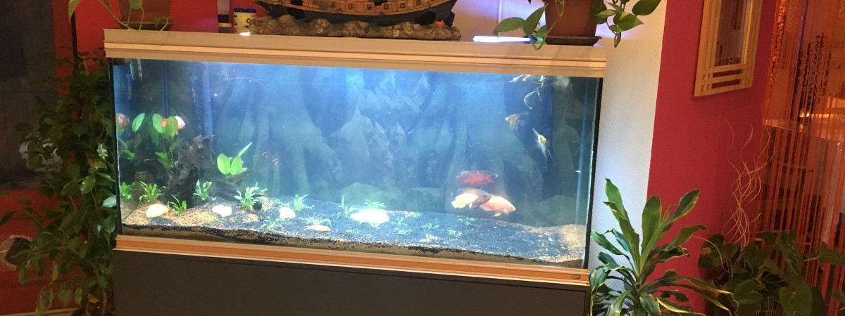 aquarium oscar astronotus