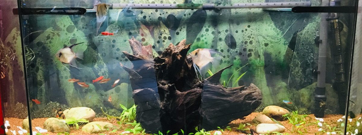 aquarium scalaire