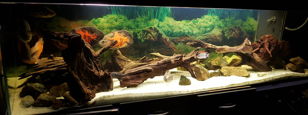 aquarium 1200L AMC et  AMS