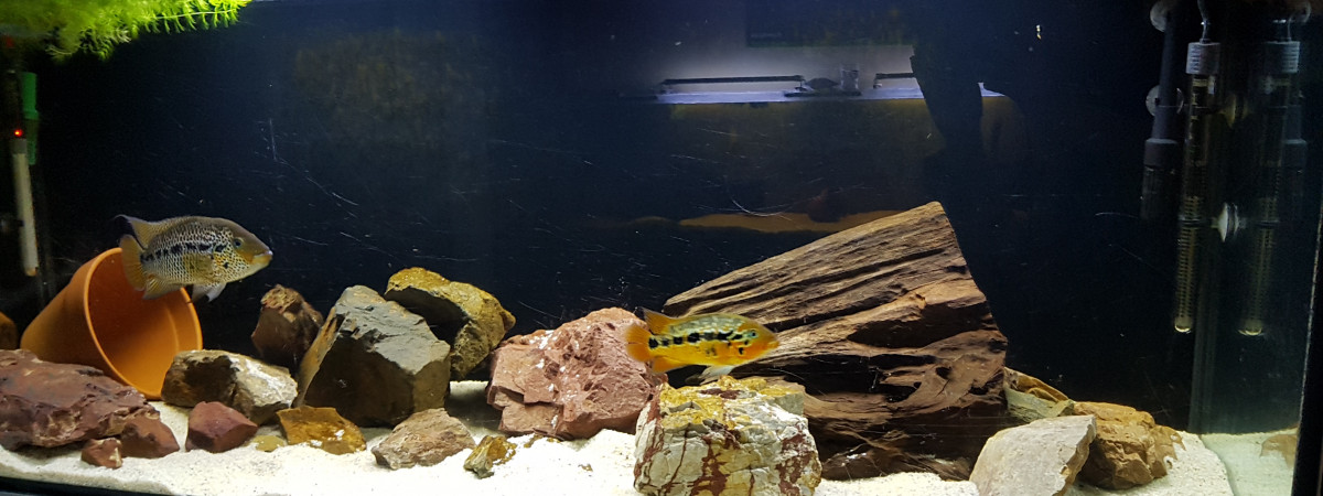 aquarium 450L