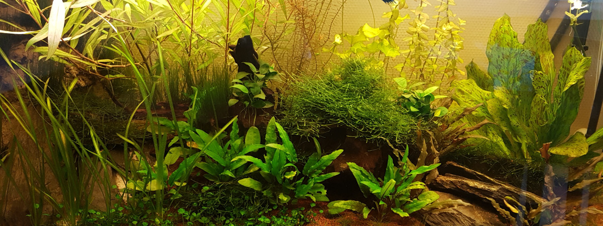aquarium 1er 260l brut 240l net asiatique