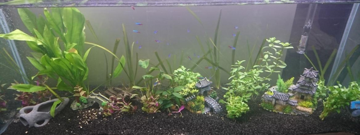 aquarium 240l