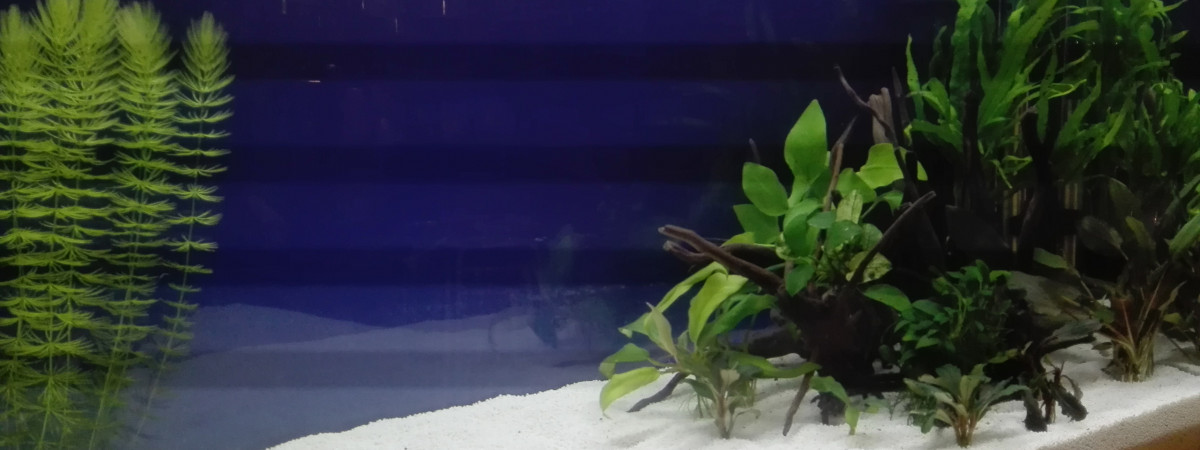 aquarium 63l net  Amazonien