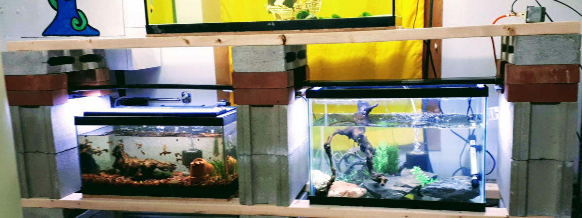aquarium Mes Aquariums