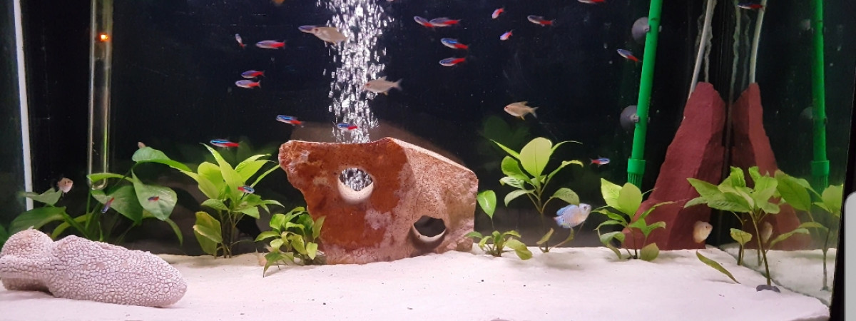 aquarium Nissart