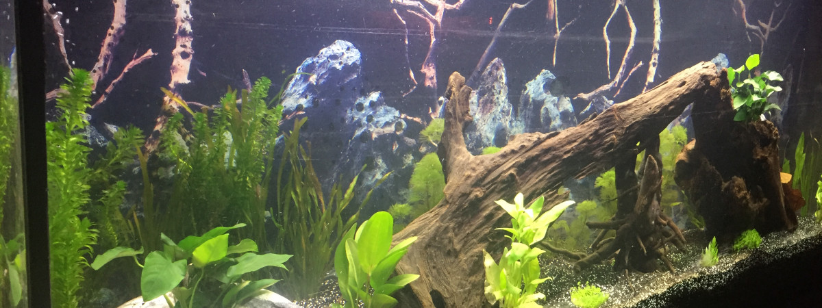aquarium Aquabiotop