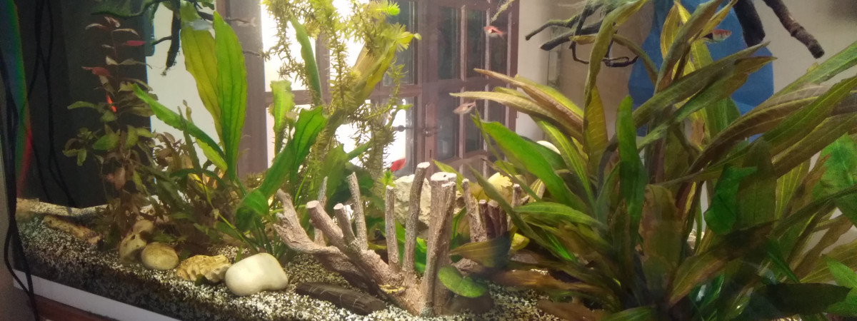 aquarium aquarium communautaire