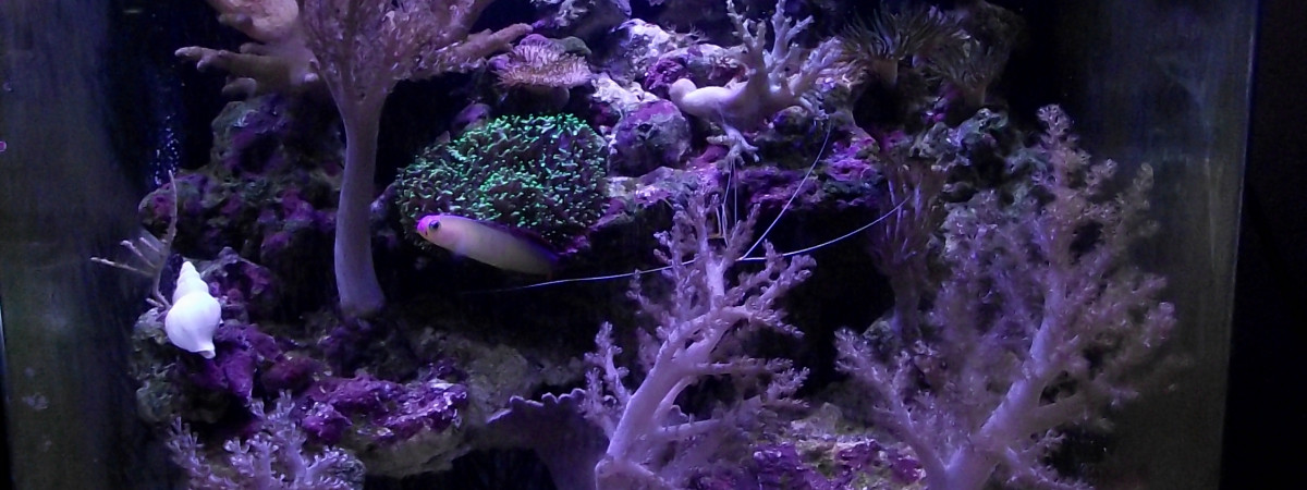 aquarium didier fromenteaux