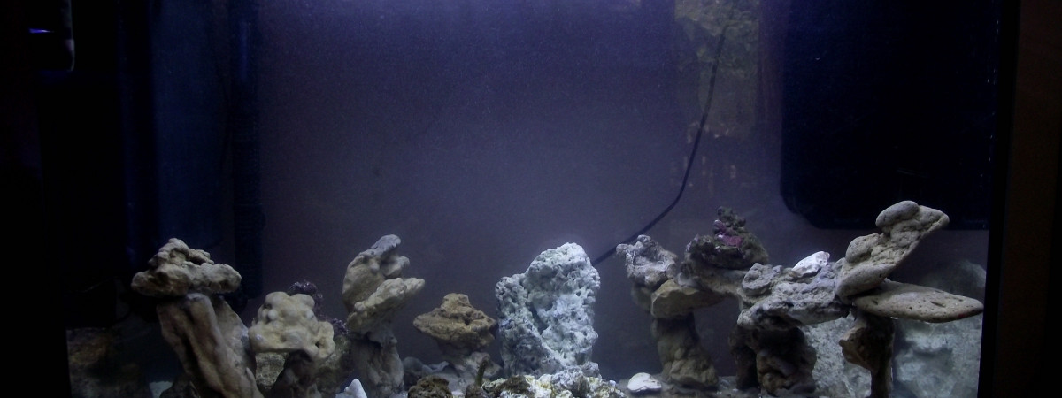 aquarium didier fromenteaux