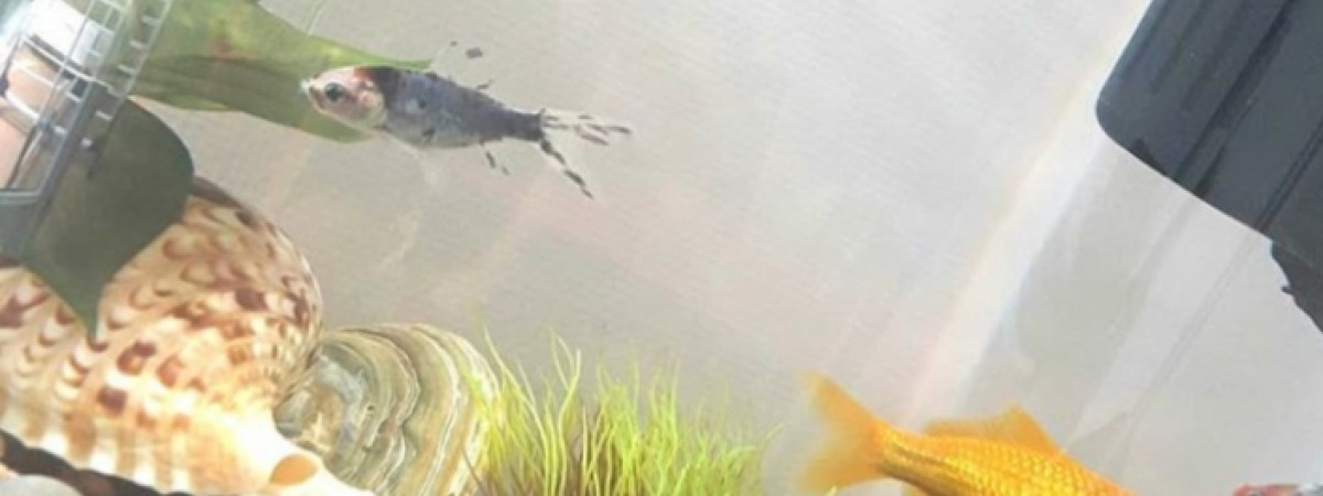 aquarium Vue à 360 degré de diverse variété de poissons
