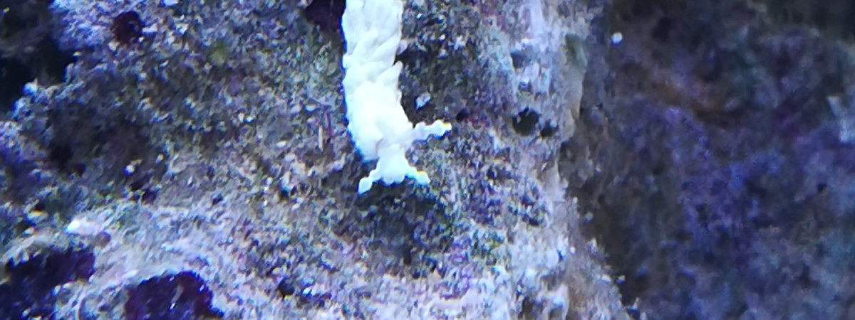 aquarium Bac récifal 100l