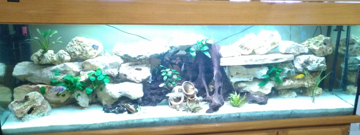aquarium Africains