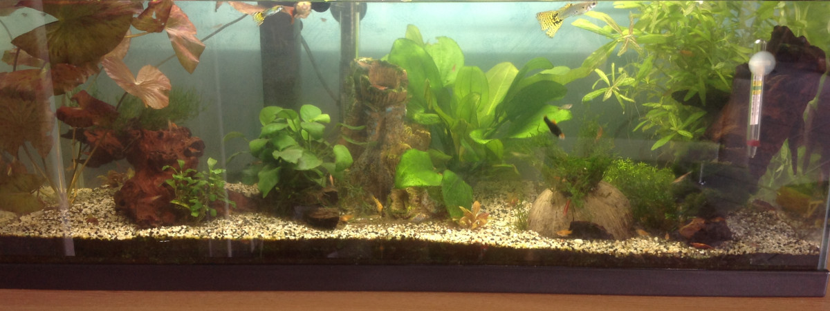 aquarium Bac-n1