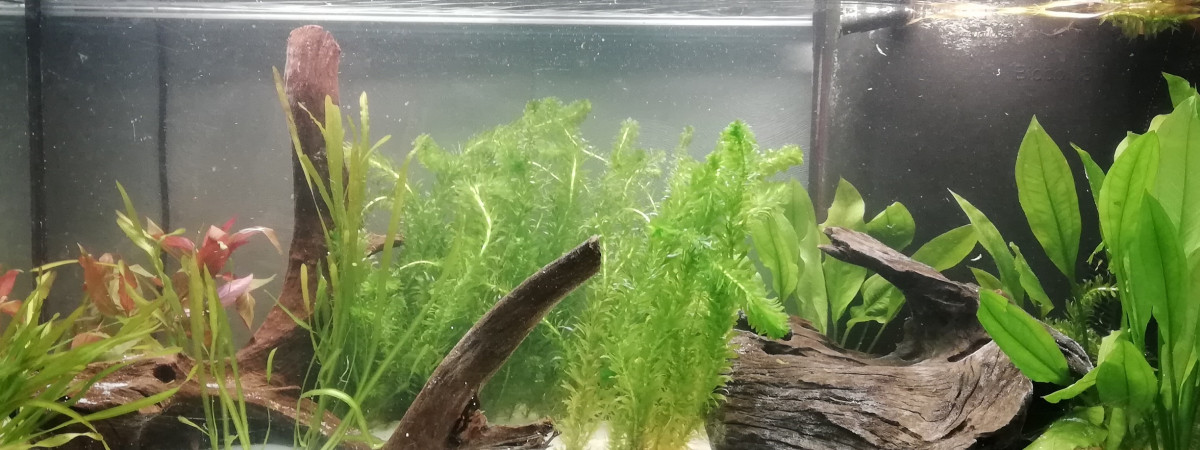 aquarium 200l amazonien
