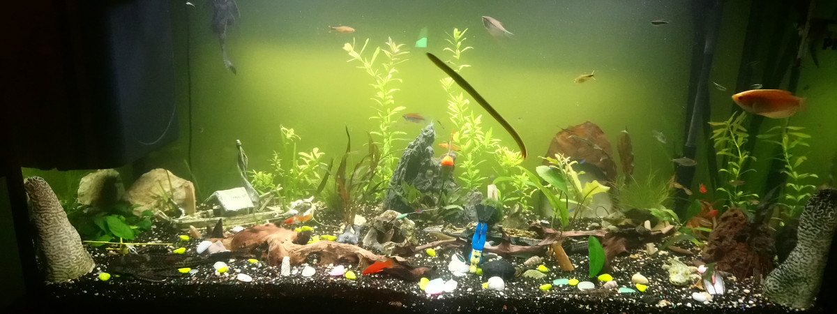 aquarium Ginsu weed