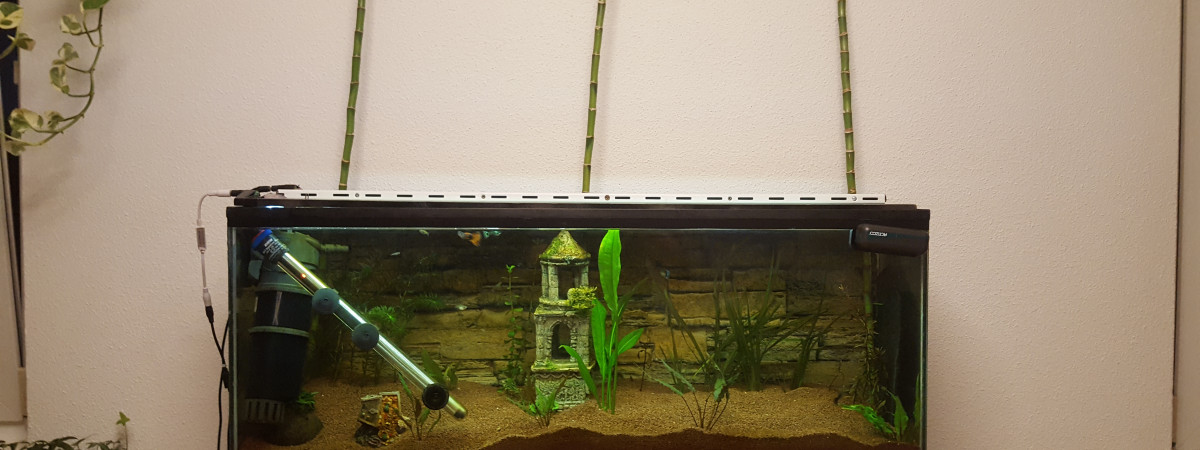 aquarium Aquaguppy