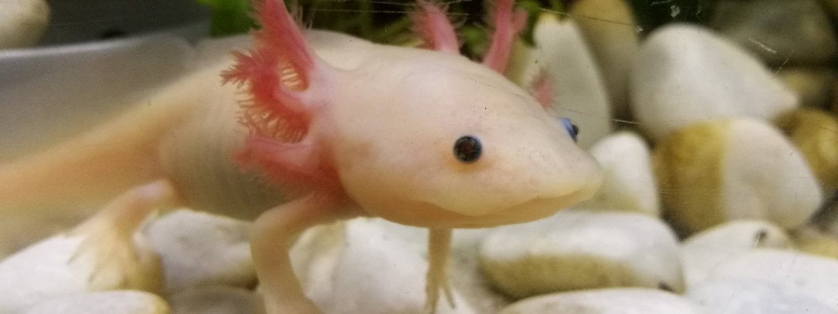aquarium Axolotl leucistique