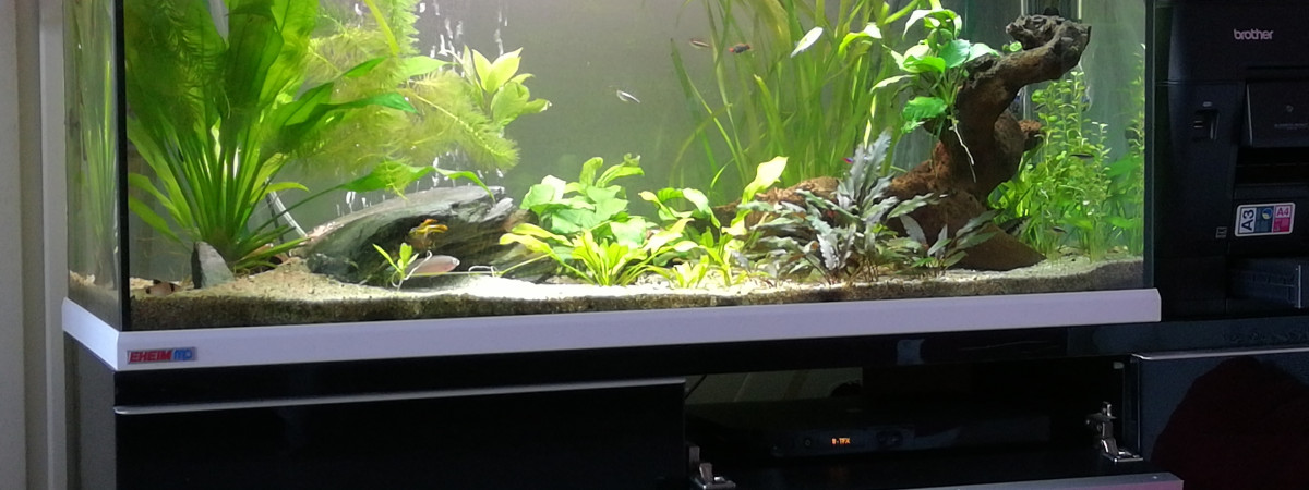 aquarium 250L