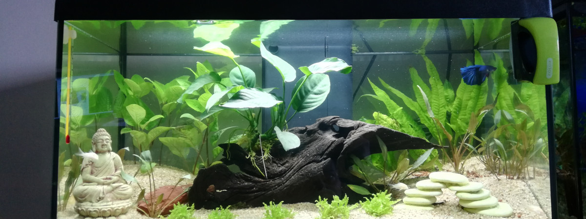 aquarium 50L