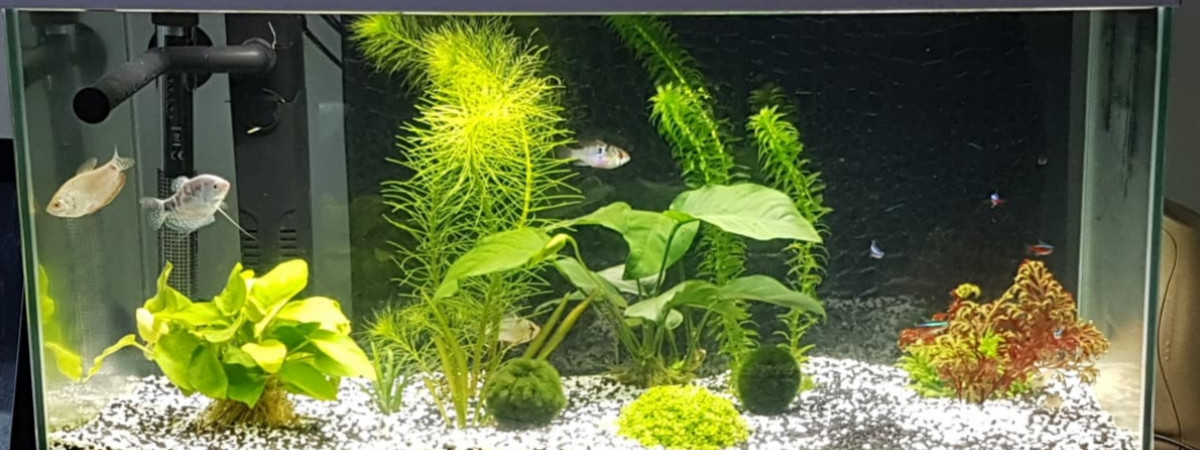 aquarium Aquarium