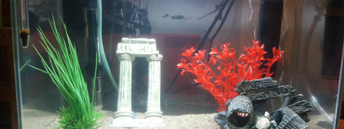 aquarium Aquarium