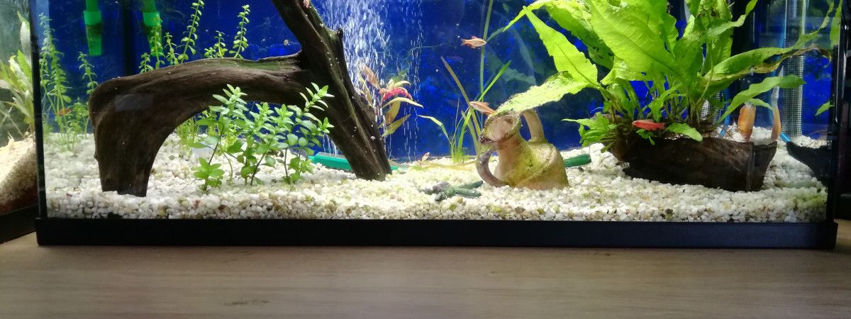 aquarium 80L