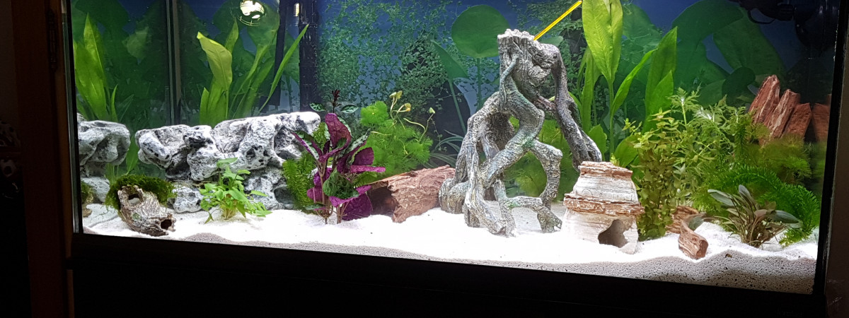 aquarium Guppy