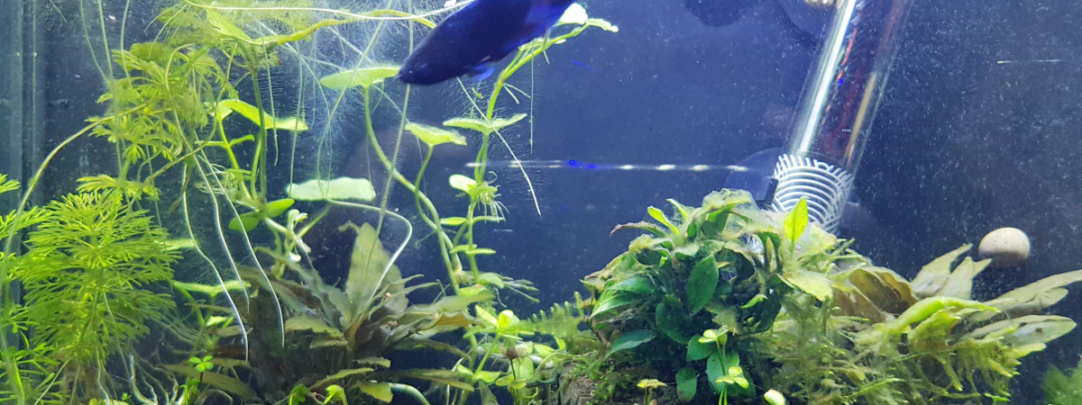 aquarium Combattant