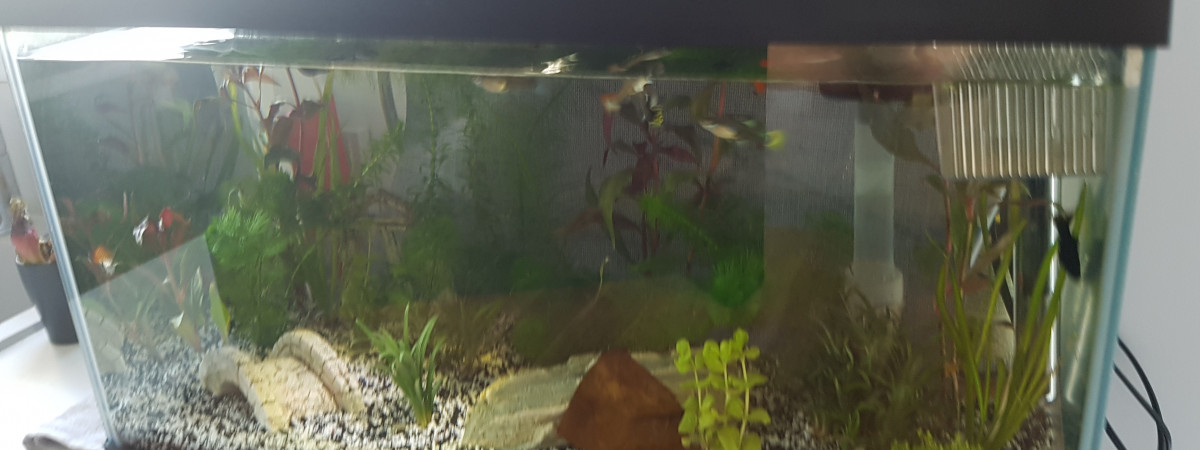 aquarium Guppy Molly ancistrus 60 l