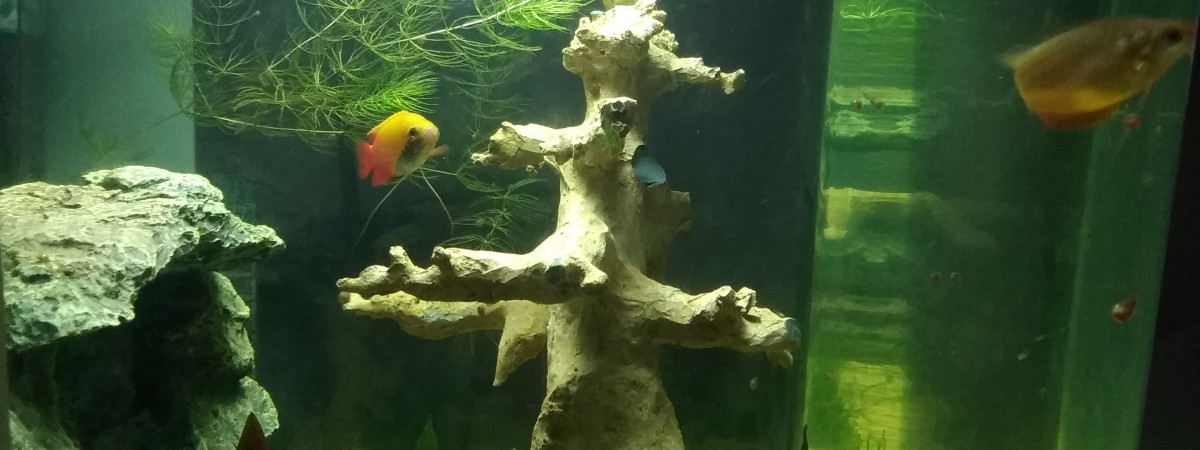 aquarium Rena biocube 50