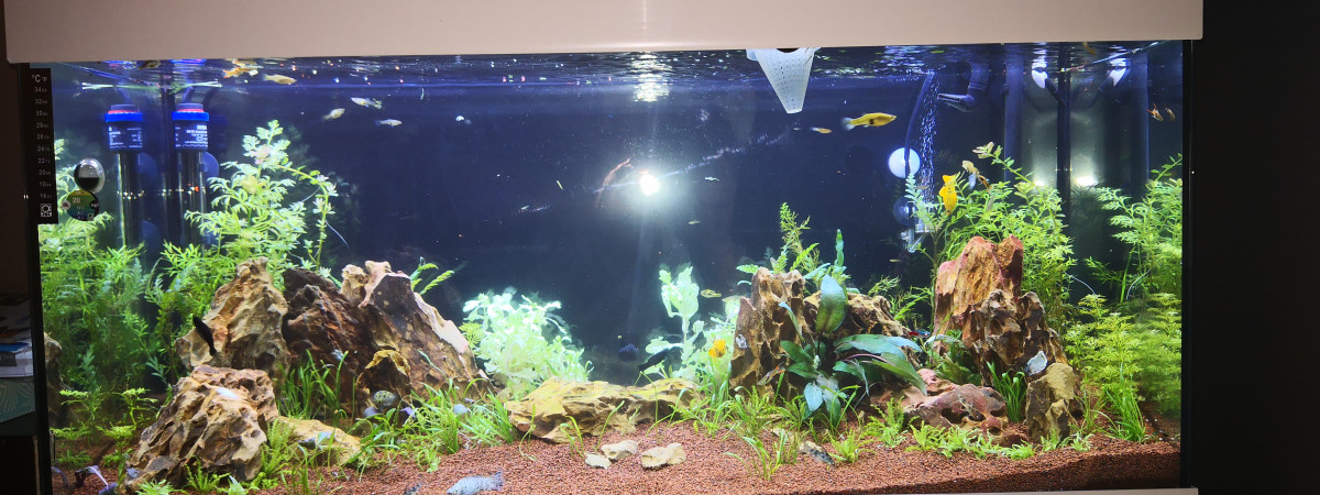 aquarium Boubou