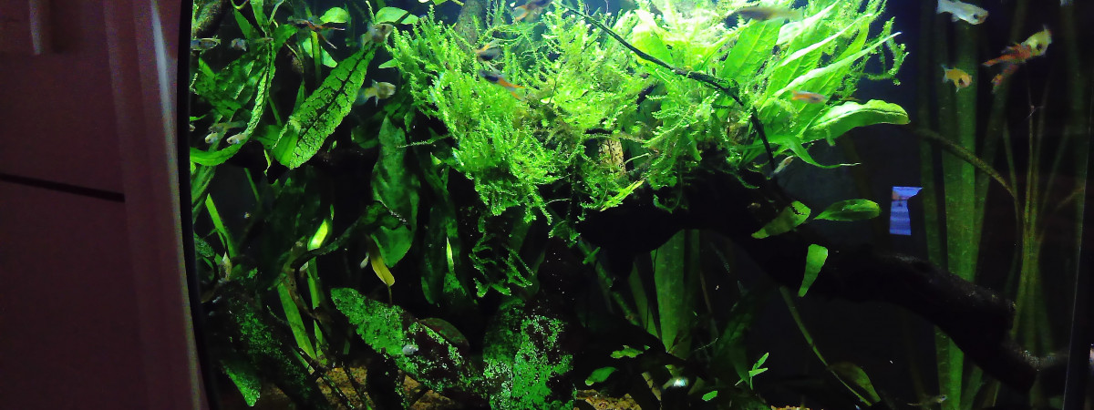 aquarium GUPPYS