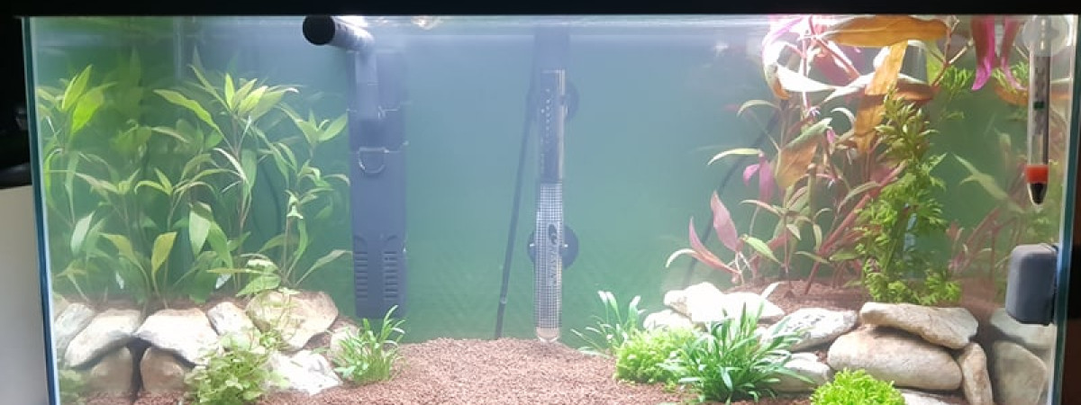 aquarium Nouveau aquarium