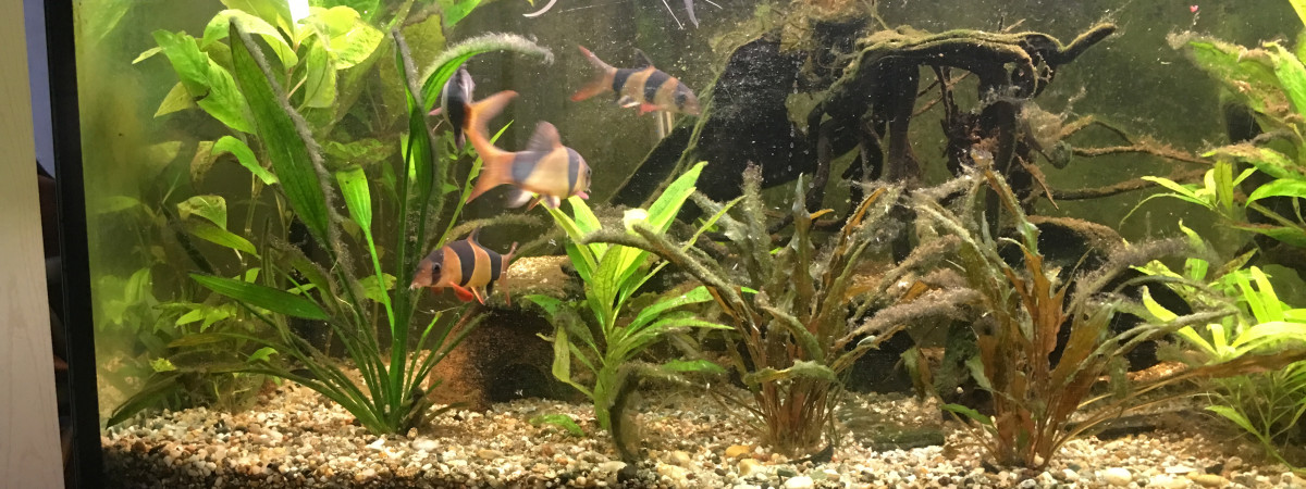 aquarium Scalaire