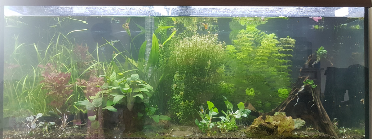 aquarium Aquarium 180l