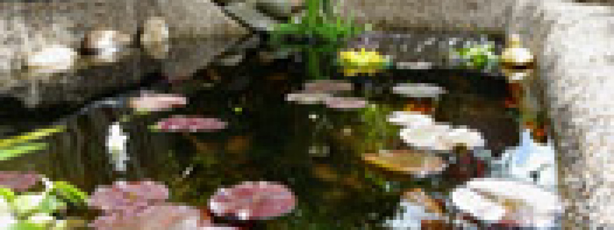 aquarium bassin 1000 L