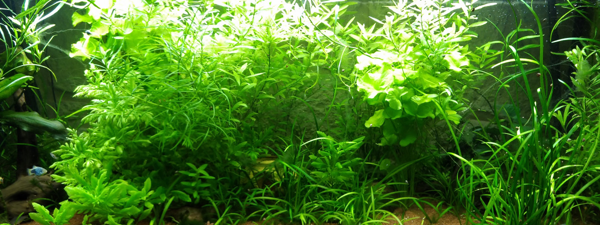 aquarium Mélange