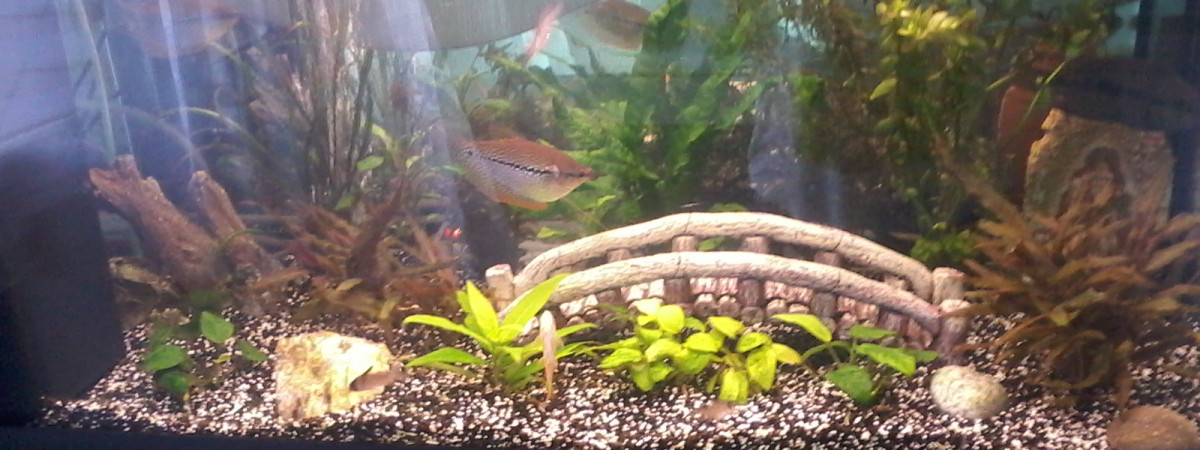 aquarium AQUARIUM 100 L