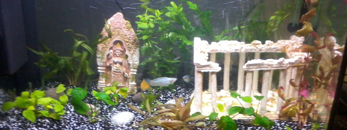 aquarium Aquarium 60 litres